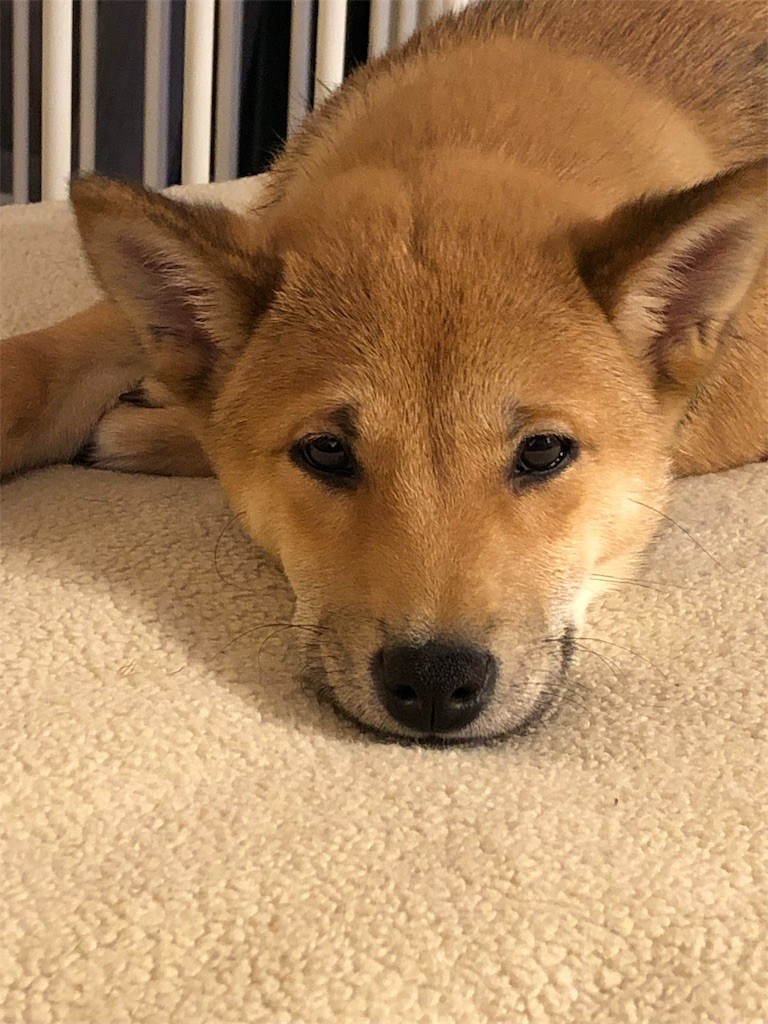 f:id:Lacy:20190408074307j:image