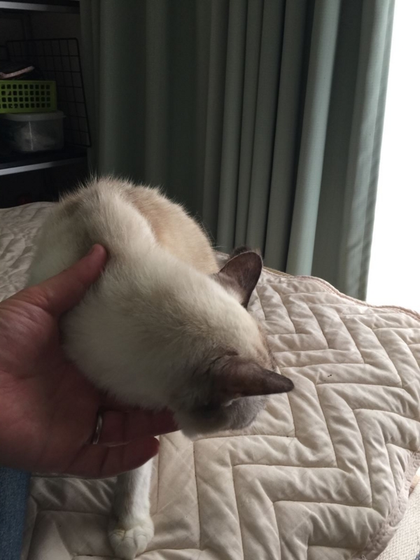 f:id:Lag_TY:20151214220450j:plain