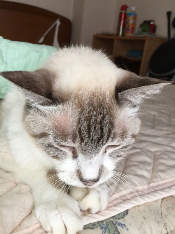 f:id:Lag_TY:20151214220456j:plain