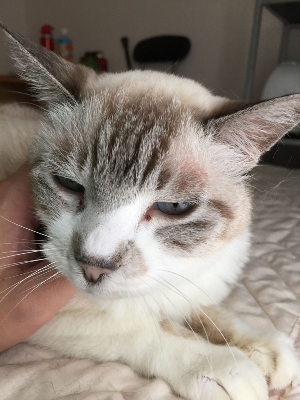 f:id:Lag_TY:20151214220502j:plain