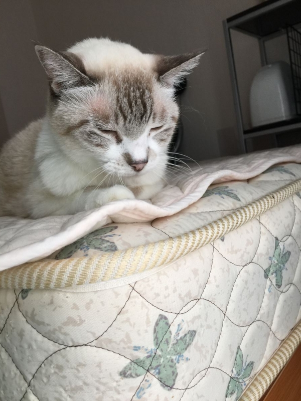 f:id:Lag_TY:20151214220508j:plain