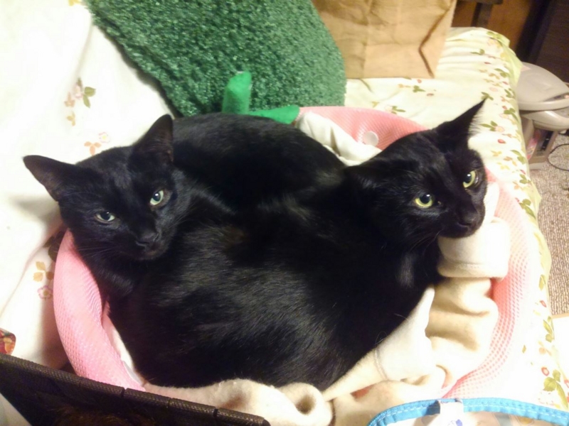 f:id:Lag_TY:20151216221203j:plain