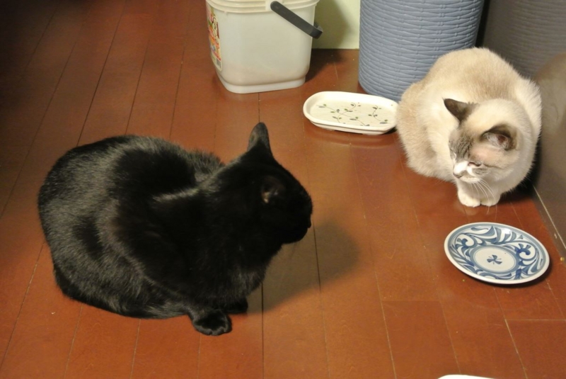 f:id:Lag_TY:20151216221204j:plain