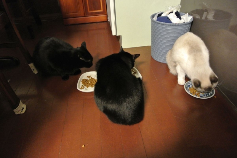 f:id:Lag_TY:20151216221205j:plain