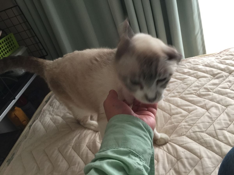 f:id:Lag_TY:20151216221227j:plain