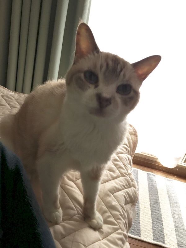 f:id:Lag_TY:20151216221229j:plain