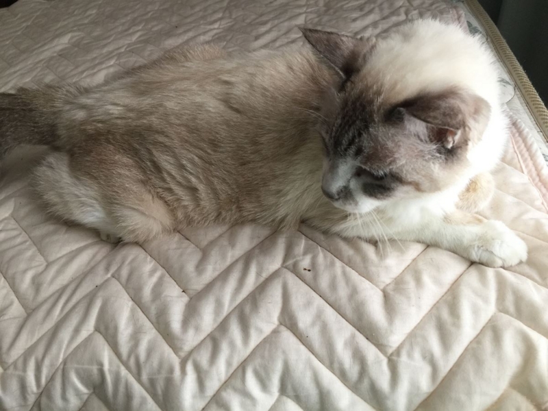 f:id:Lag_TY:20151216221232j:plain