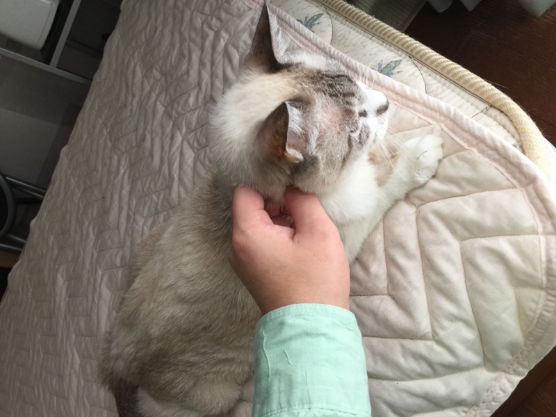 f:id:Lag_TY:20151216221235j:plain