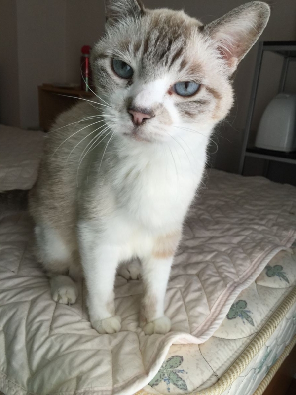 f:id:Lag_TY:20151216221237j:plain