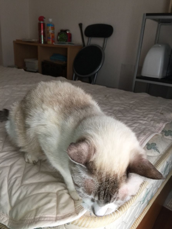 f:id:Lag_TY:20151216221238j:plain