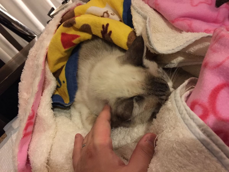 f:id:Lag_TY:20151216221241j:plain