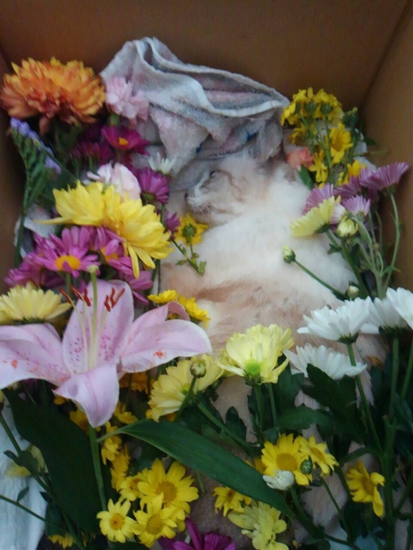 f:id:Lag_TY:20151216221242j:plain