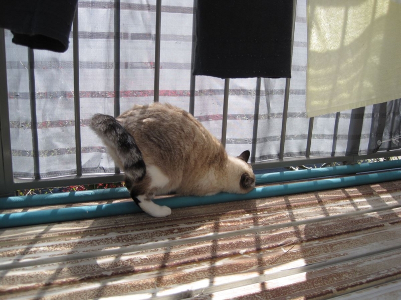 f:id:Lag_TY:20151216221246j:plain