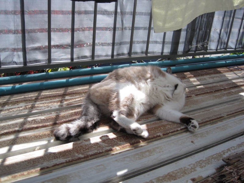 f:id:Lag_TY:20151216221247j:plain