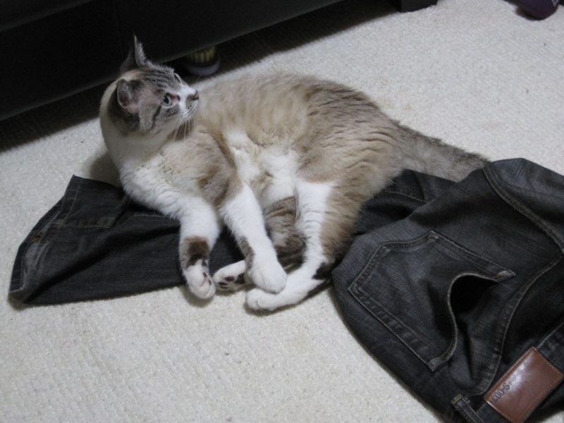 f:id:Lag_TY:20151216221254j:plain