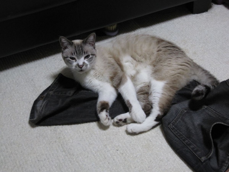 f:id:Lag_TY:20151216221255j:plain