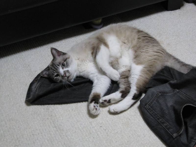 f:id:Lag_TY:20151216221256j:plain