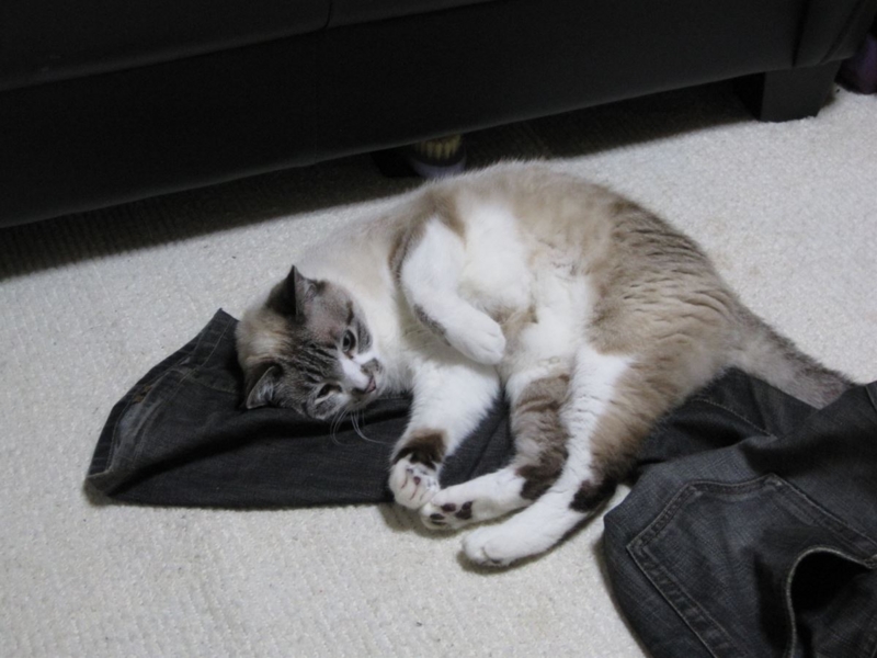 f:id:Lag_TY:20151216221257j:plain