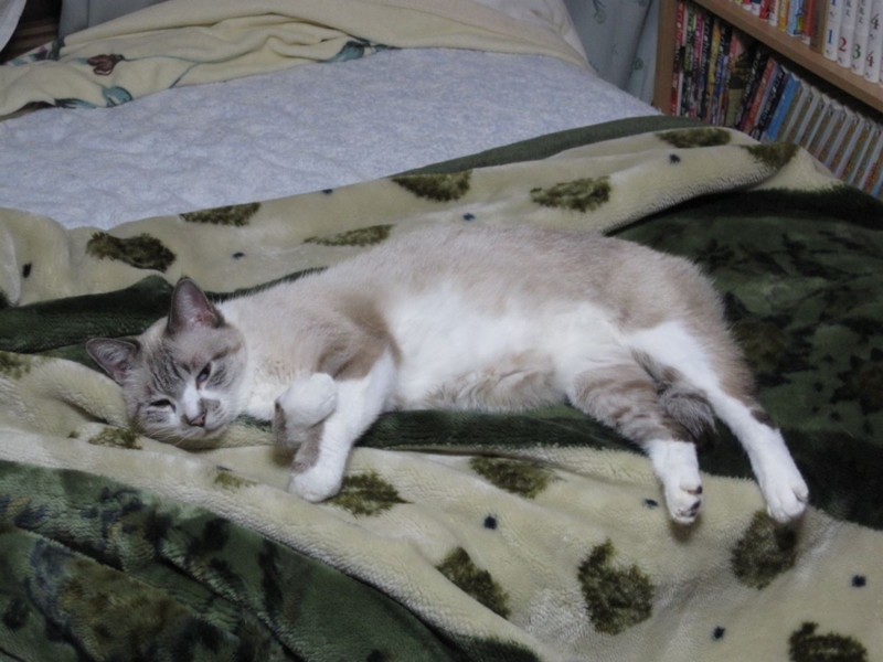 f:id:Lag_TY:20151216221258j:plain