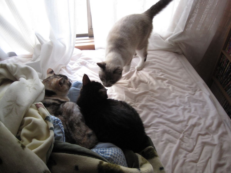 f:id:Lag_TY:20151216221259j:plain