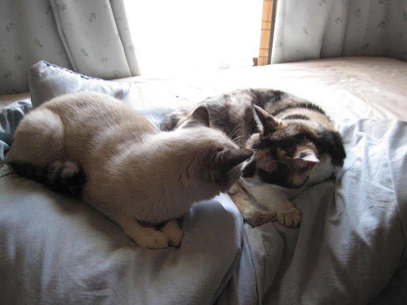 f:id:Lag_TY:20151216221300j:plain