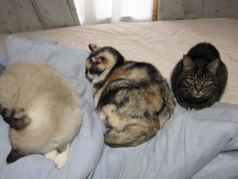 f:id:Lag_TY:20151216221302j:plain