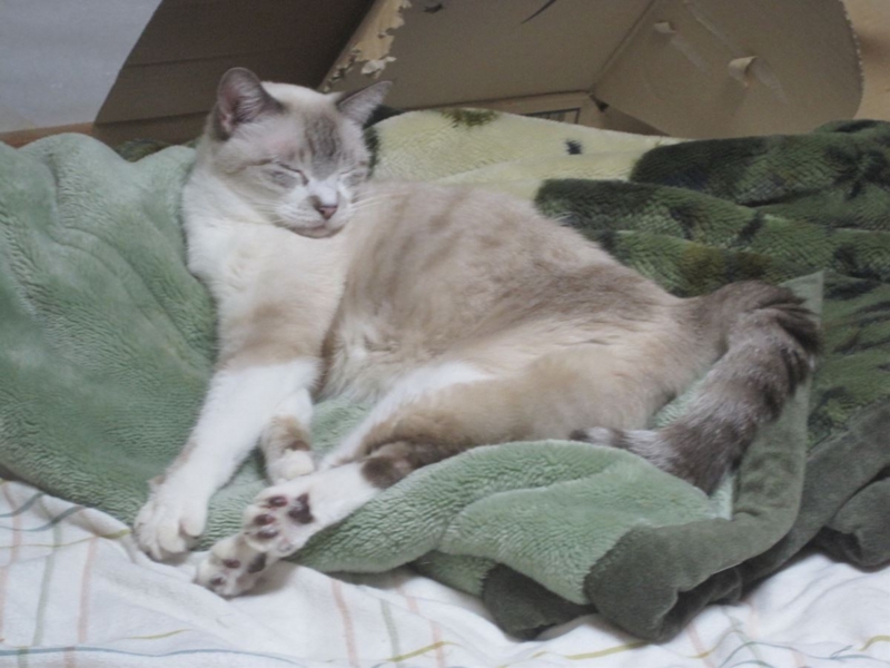 f:id:Lag_TY:20151216221303j:plain