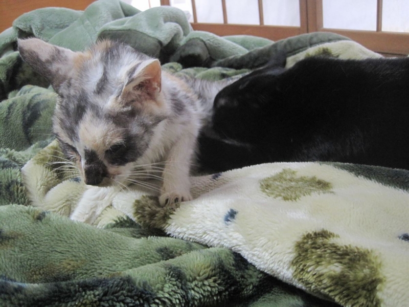 f:id:Lag_TY:20151216221304j:plain