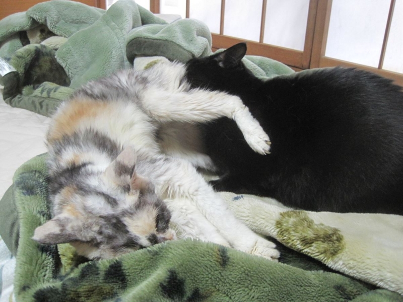 f:id:Lag_TY:20151216221305j:plain