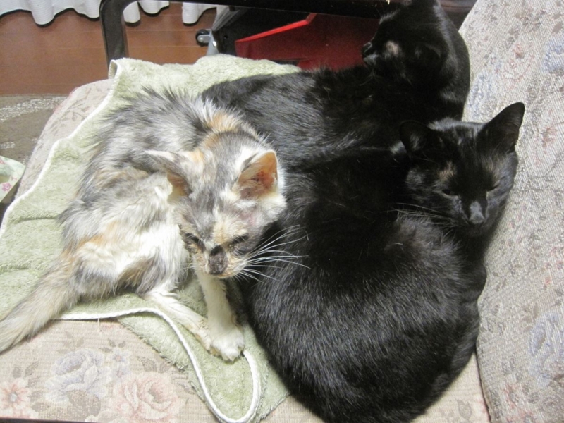 f:id:Lag_TY:20151216221306j:plain