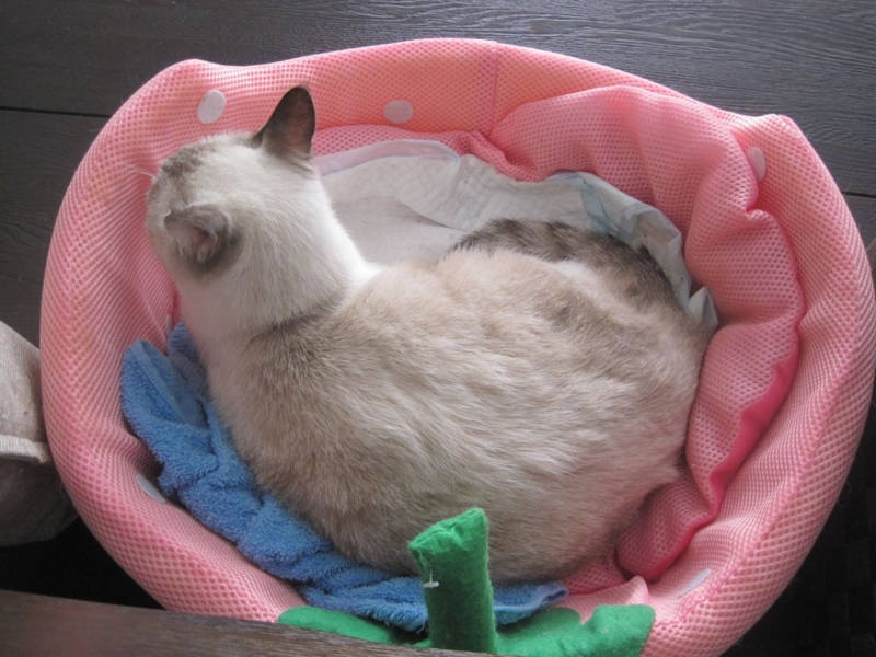 f:id:Lag_TY:20151216221307j:plain