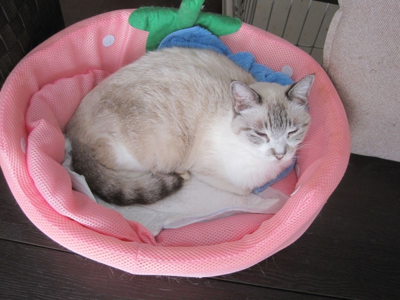 f:id:Lag_TY:20151216221308j:plain