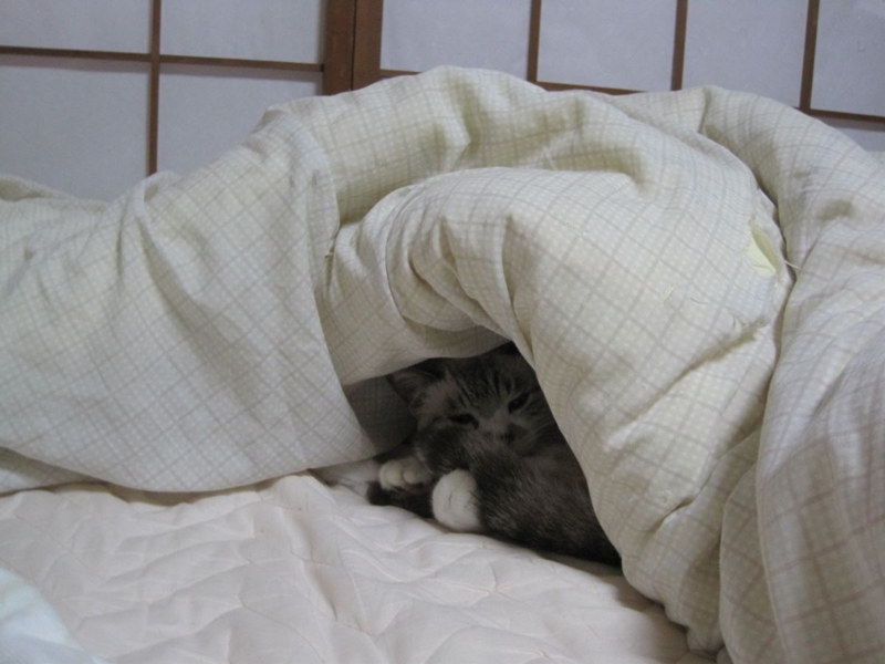 f:id:Lag_TY:20151216221310j:plain