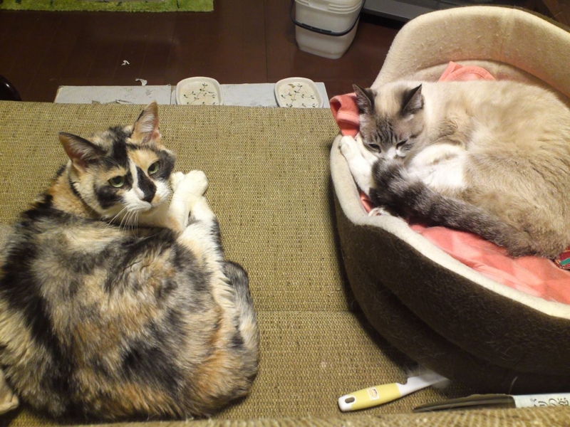 f:id:Lag_TY:20151216221312j:plain