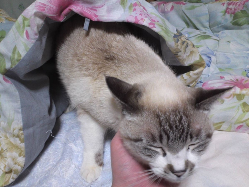 f:id:Lag_TY:20151216221314j:plain