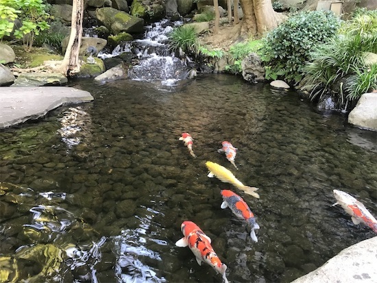 八芳園の庭園（池の鯉）