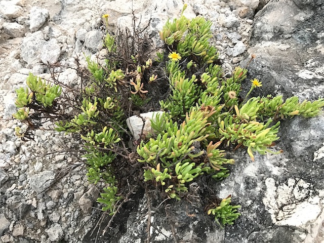 乾いた大地の岩の隙間から生えている植物