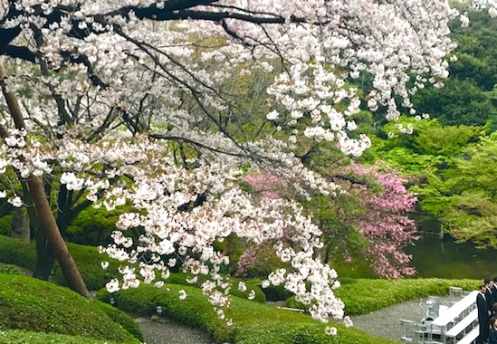 八芳園の庭園の桜