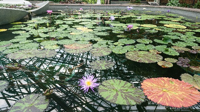 水 睡蓮 夏の日曜日ー滋賀県草津市 水生植物園みずの森にてー 印象をただよう告解部屋