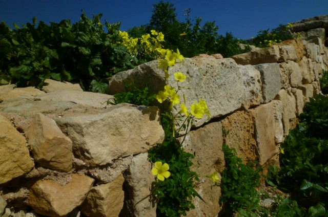 f:id:Lavandula-pinnata:20201018121354j:plain f:id:Lavandula-pinnata:20201018121354j:plain