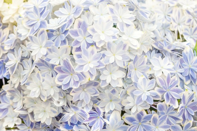 f:id:Lavandula-pinnata:20201208223325j:plain