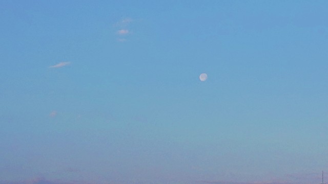 f:id:Lavandula-pinnata:20210201213433j:plain