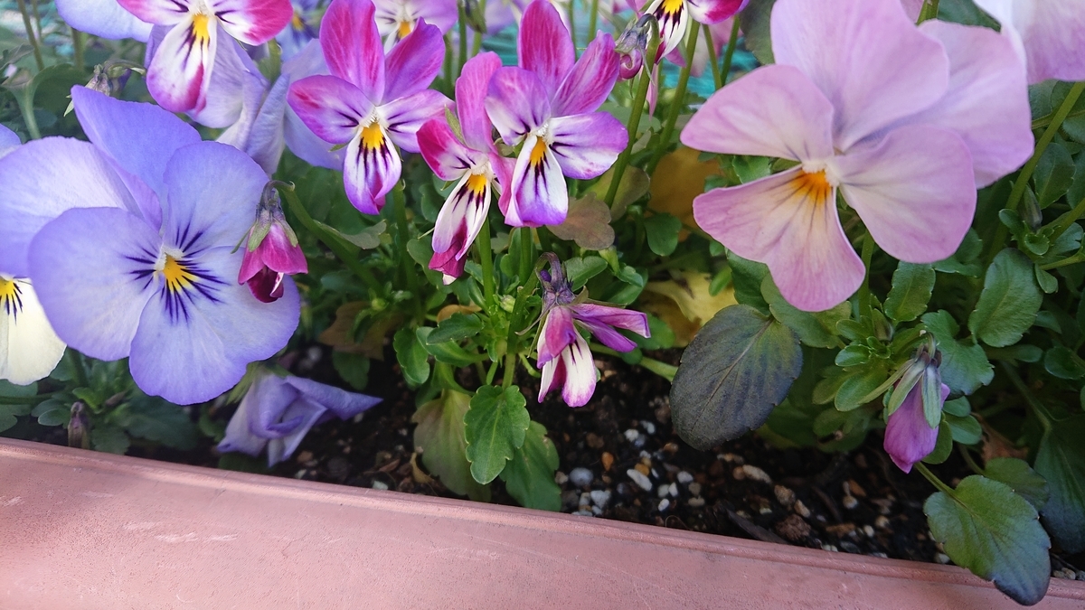 f:id:Lavandula-pinnata:20210316172526j:plain