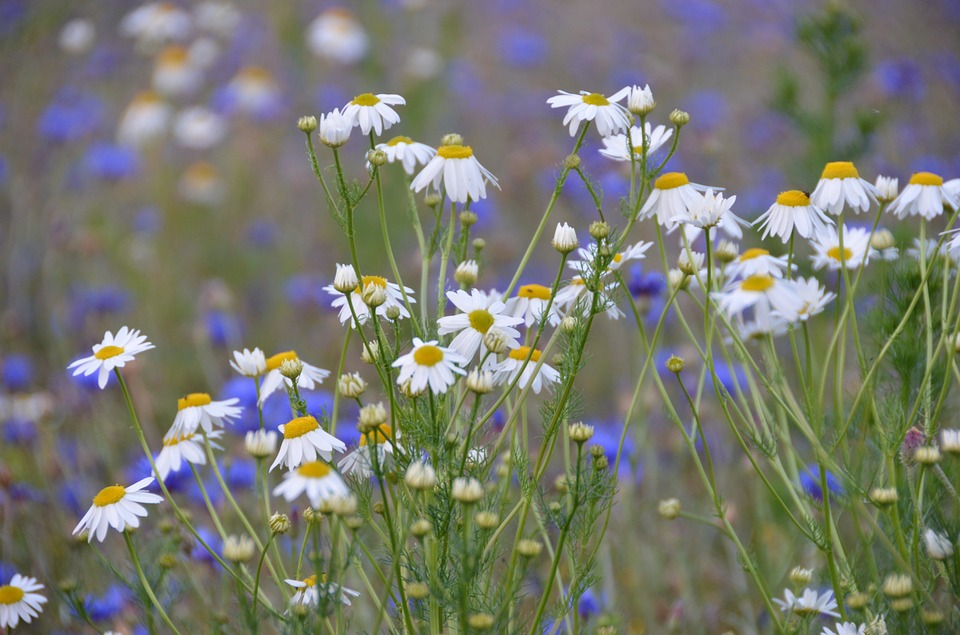 f:id:Lavandula-pinnata:20210619194610j:plain