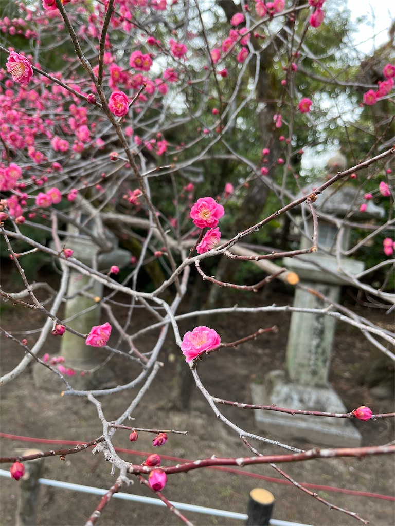 東風吹かばにほひおこせよ梅の花ー北野天満宮の節分祭ー - 印象をただよう告解部屋