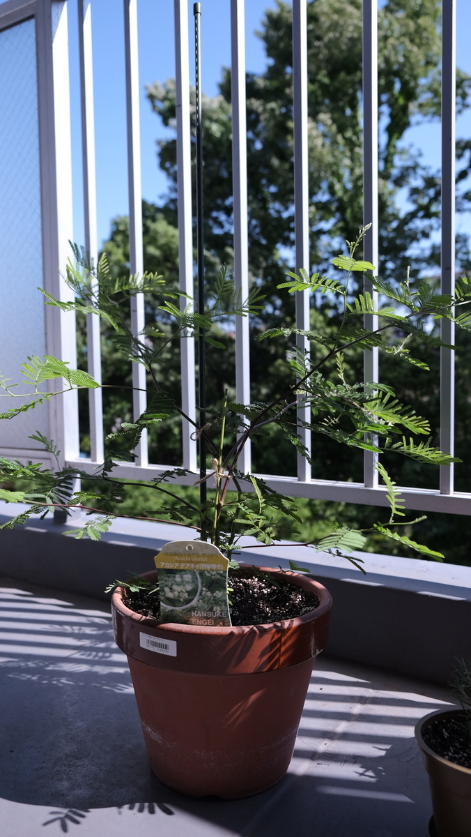 我が家の植物紹介 屋外編 代男性会社員の生活様式 我が家の植物紹介 屋外編 代男性会社員の生活様式