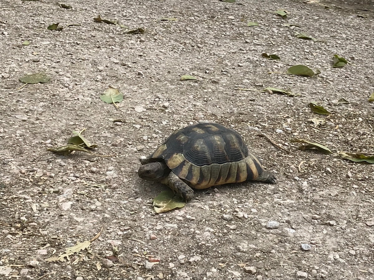f:id:LeFlaneur:20190821162210j:plain f:id:LeFlaneur:20190821162210j:plain