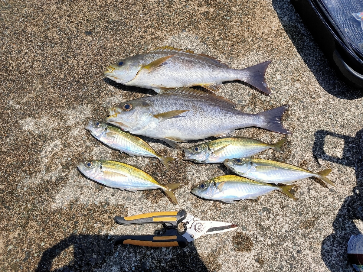 浜田にカゴ釣り 22 5 14 釣りが好き