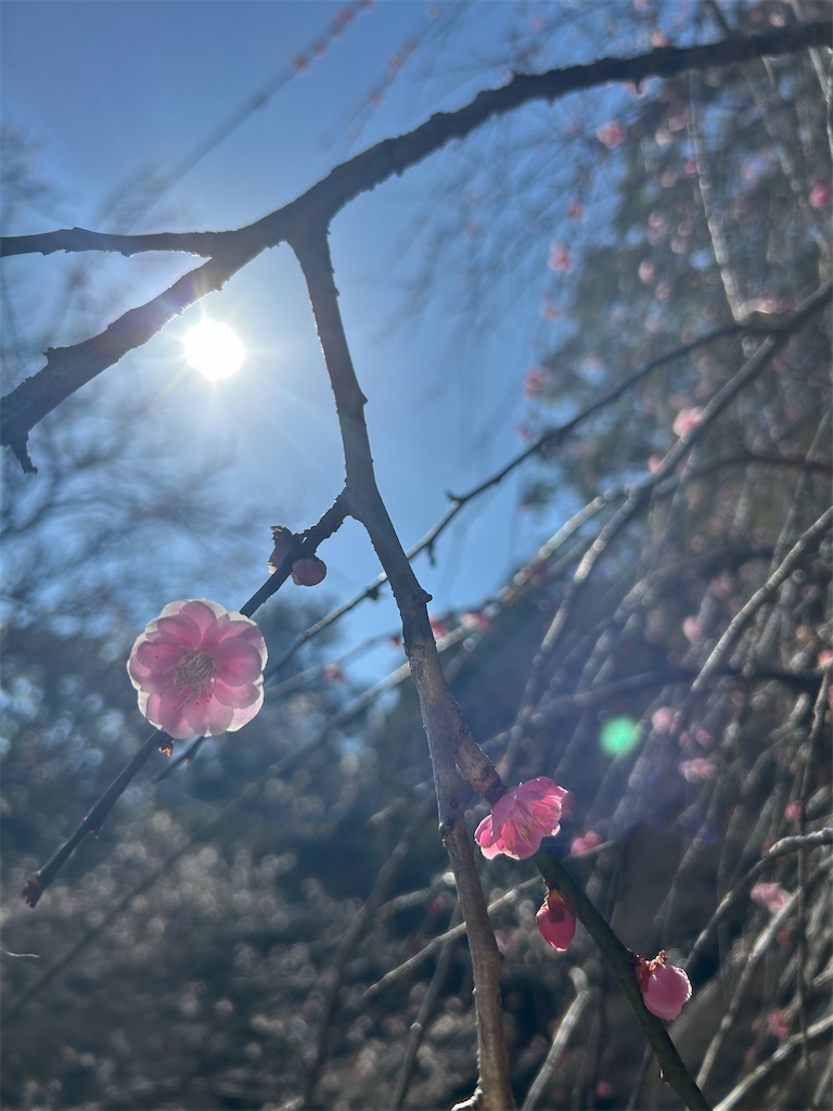 f:id:LemonPasta:20260222193842j:image