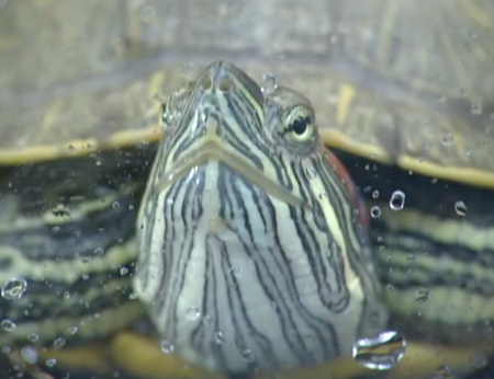 f:id:Leo16:20100618170724j:image:h170